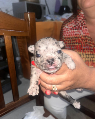 Cuccioli di Bulldog Francese disponibili