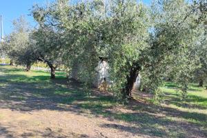 TER. AGRICOLO A MOSCUFO