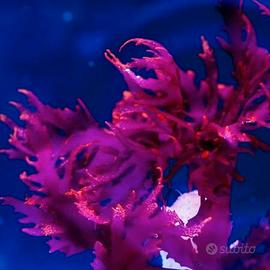 Macroalga Halymenia Durvillei vera Dragon's Breath