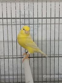 Canarini giallo avorio ala bianca