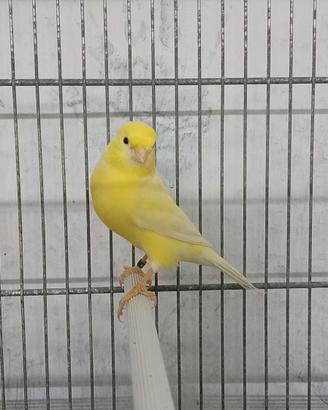 Canarini giallo avorio ala bianca
