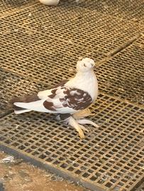 Piccioni (pulluma)