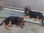Immagine 1