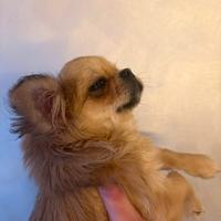 Cucciola chihuahua pedigree ENCI