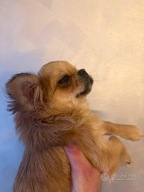 Cucciola chihuahua pedigree ENCI