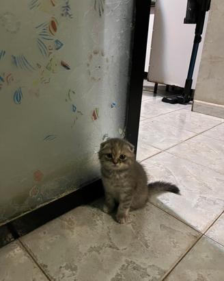  Gatto