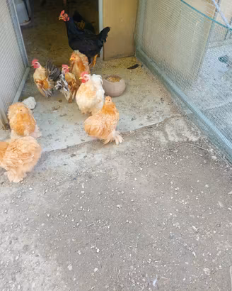 Animali polli ornamentali