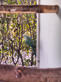 Parrocchetto dal collare