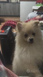 Linea russa Pomerania