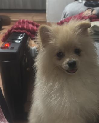 Linea russa Pomerania