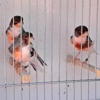 Canarini arlecchino portoghese