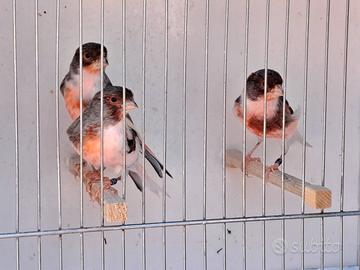 Canarini arlecchino portoghese