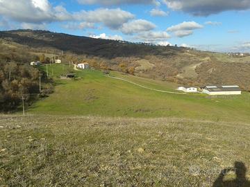 Vendo azienda agricola con capannoni