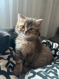 Cuccioli Scottish Fold e Scottish Straight