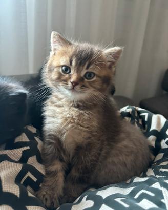 Cuccioli Scottish Fold e Scottish Straight