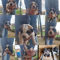 Cuccioli di 1 mese