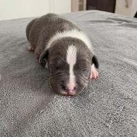 Amstaff Blue Nose e Blue Fawn