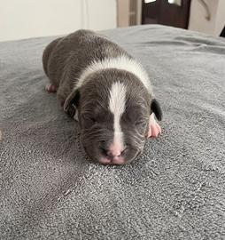 Amstaff Blue Nose e Blue Fawn