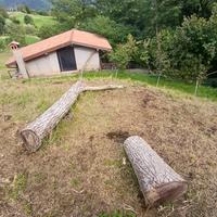 tronco di legno ( Noce) 