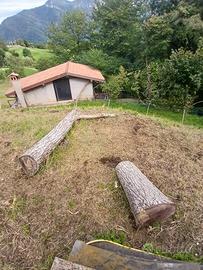tronco di legno ( Noce) 