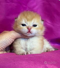 Gatto British Longhair Golden Shell Femmina