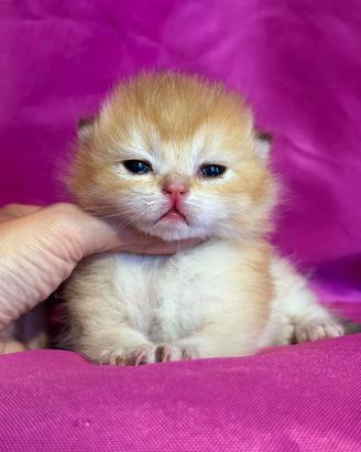 Gatto British Longhair Golden Shell Femmina