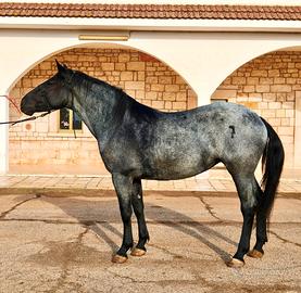 Murgese blue roan