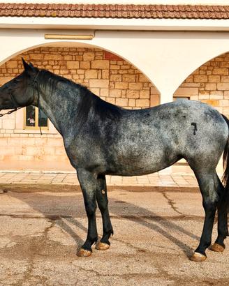Murgese blue roan