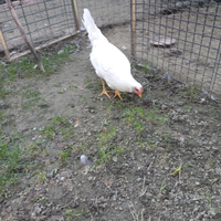 Galline Livornese 6 mesi