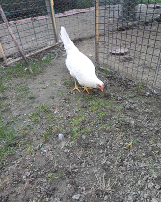 Galline Livornese 6 mesi