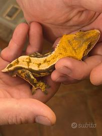 Coppia di Geco ciliatus