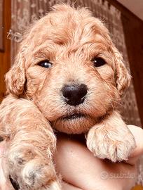 Barboncino Toy con Pedigree