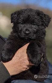 Pastore tedesco nero a pelo lungo