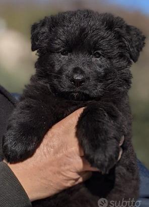 Pastore tedesco nero a pelo lungo