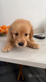 Ultimo maschio Golden retriver americani