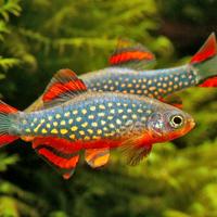 Rasbora Galaxy - Danio Margaritatus - Pesci