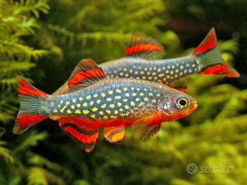 Rasbora Galaxy - Danio Margaritatus - Pesci