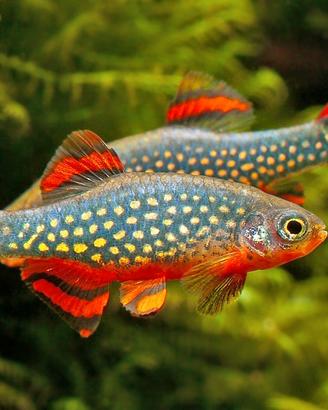 Rasbora Galaxy - Danio Margaritatus - Pesci