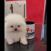 Splendido Pomerania total white