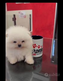 Splendido Pomerania total white