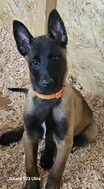 Cuccioli pastore belga Malinois