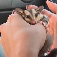 Petauro dello zucchero, baby