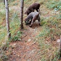 Lagotto Romagnolo
