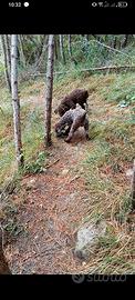 Lagotto Romagnolo
