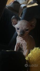 Gatti Sphynx elfi nani