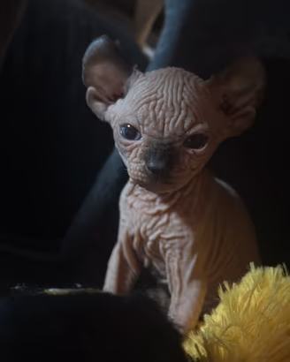 Gatti Sphynx elfi nani