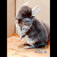 Cincillà cuccioli di Brown Pearl