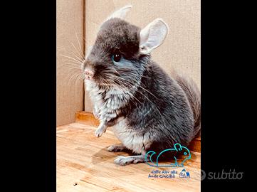 Cincillà cuccioli di Brown Pearl