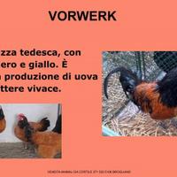 Galline ornamental vorwerk