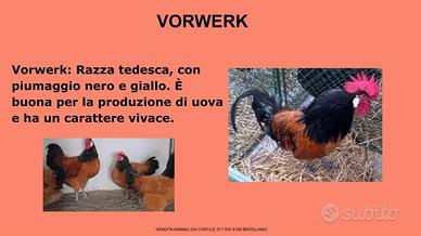 Galline ornamental vorwerk